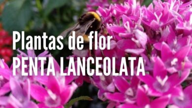 Como sembrar Penta Lanceolata