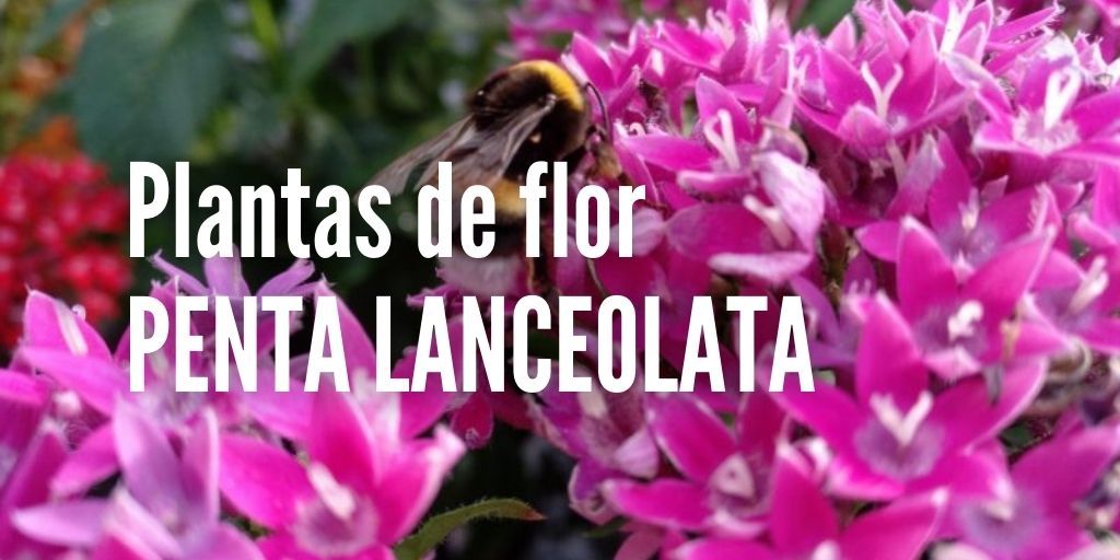 Como sembrar Penta Lanceolata
