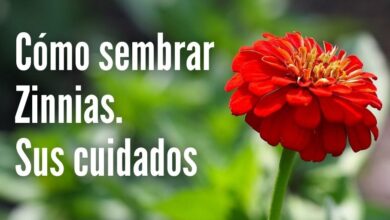 Aprende cómo cultivar zinnias a partir de semillas