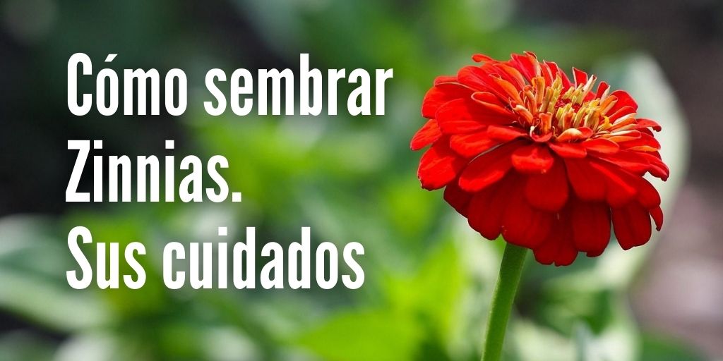 Aprende cómo cultivar zinnias a partir de semillas