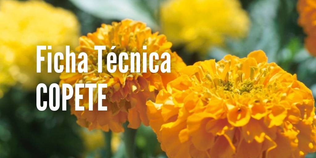 Como sembrar Copete o Tagete