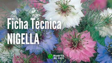 Como sembrar Nigella Damascena