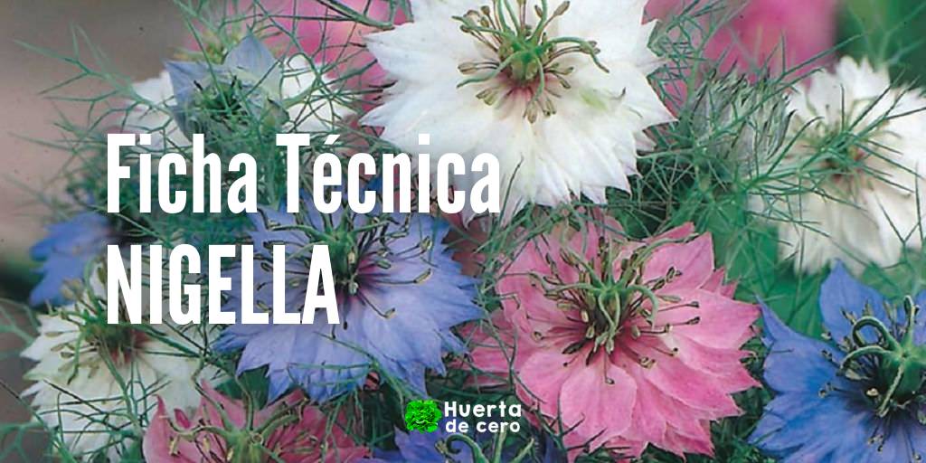 Como sembrar Nigella Damascena