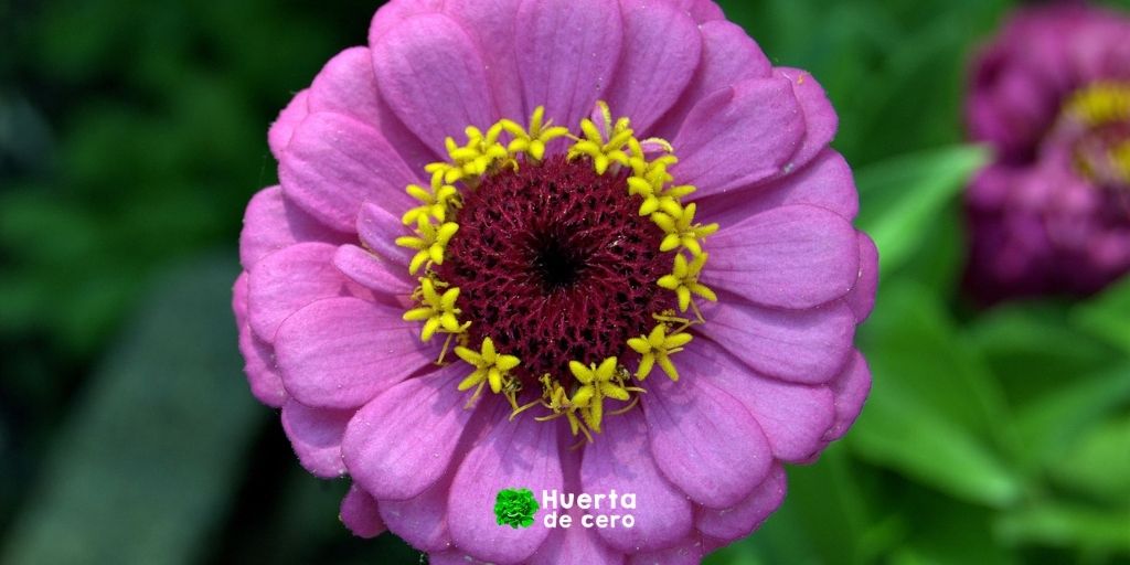 Aprende cómo cultivar zinnias a partir de semillas