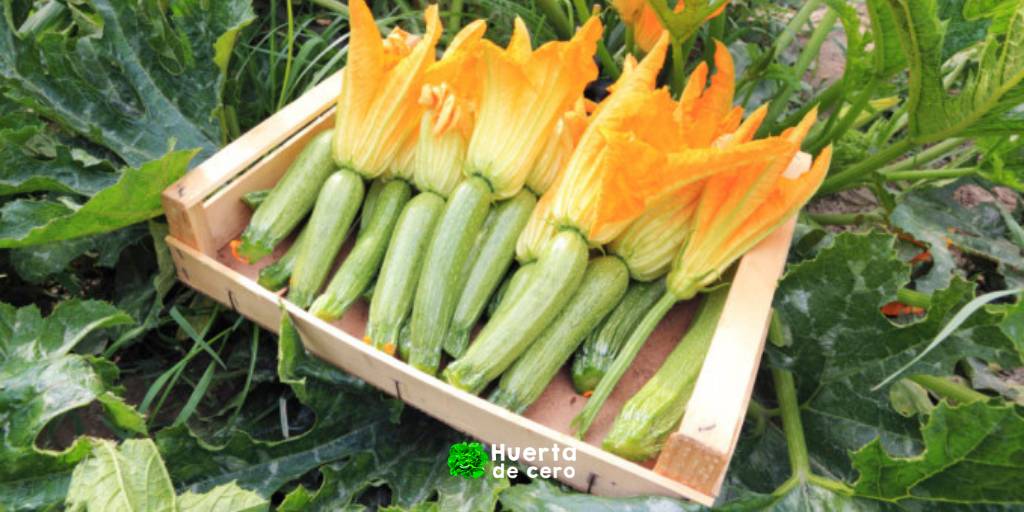 Como sembrar zuchinni Como sembrar zuchinni