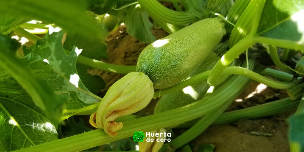 Como sembrar zapallito de tronco Como sembrar zapallito de tronco