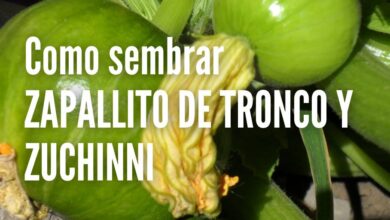 Como sembrar zapallito de tronco y zuchini