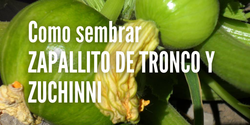 Como sembrar zapallito de tronco y zuchini