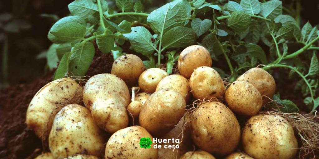 Como plantar papas en casa 