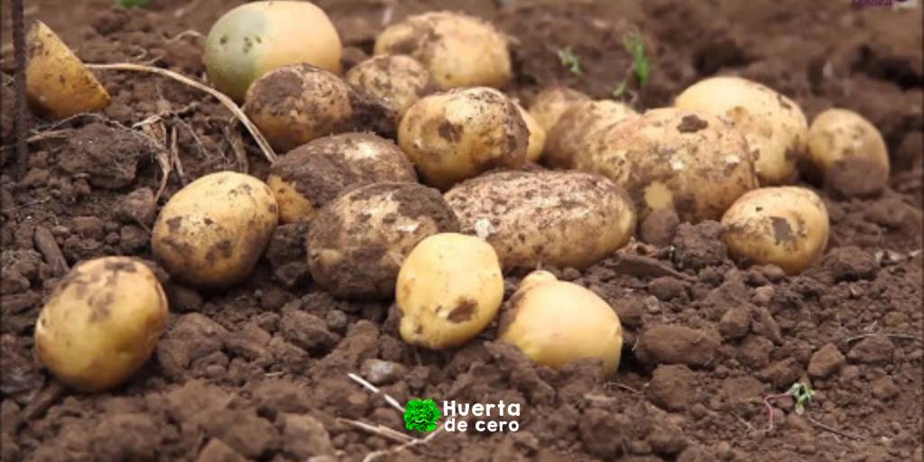 Como plantar papas en casa 