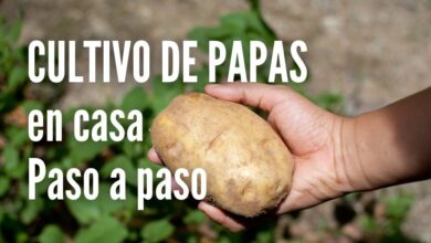 Como plantar papas en casa
