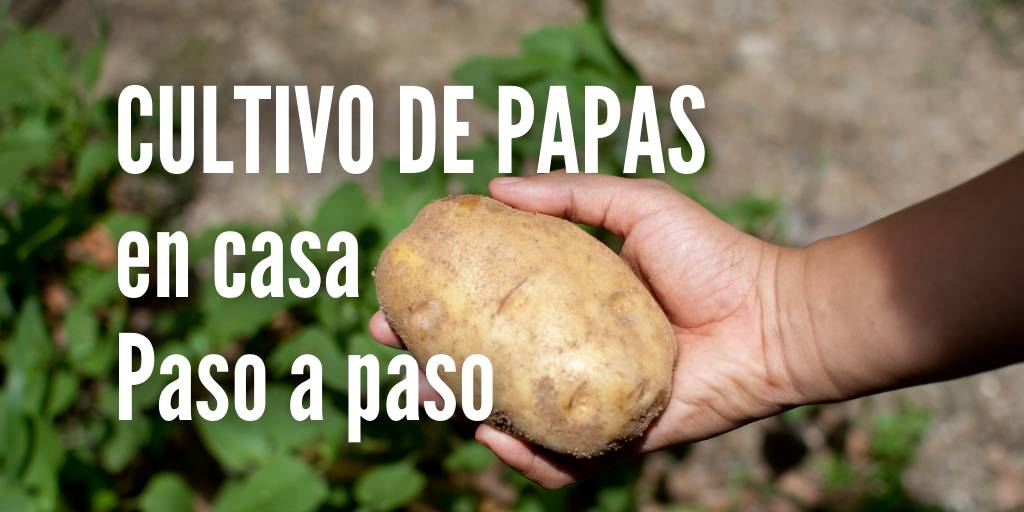 Como plantar papas en casa