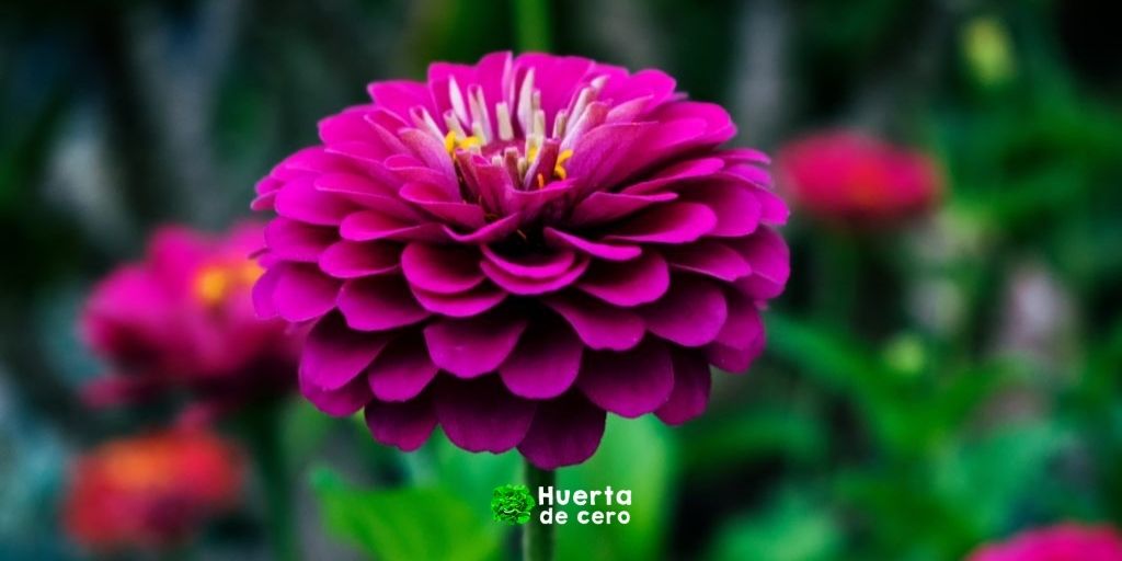 Como sembrar y cultivar zinnias