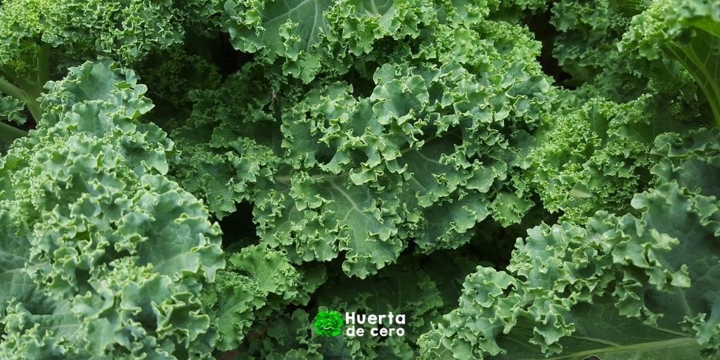 Como cultivar Kale en la huerta