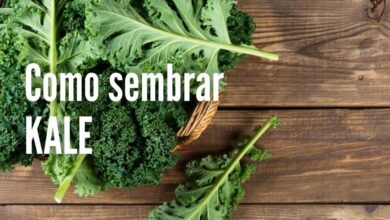 Como cultivar Kale en la huerta