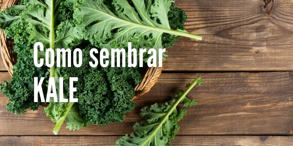 Cómo cultivar Kale o Col rizada 〖Guía 2021〗 ️