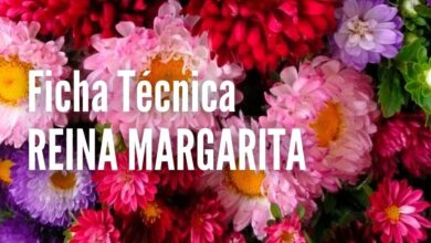 Reina Margarita - Como sembrar