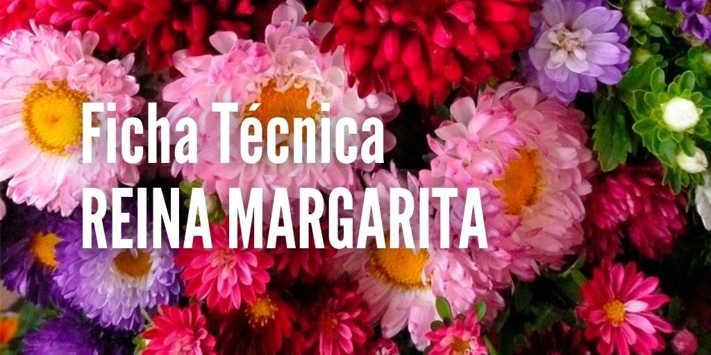 Reina Margarita - Como sembrar