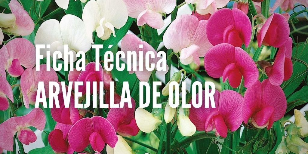 Arvejilla de olor