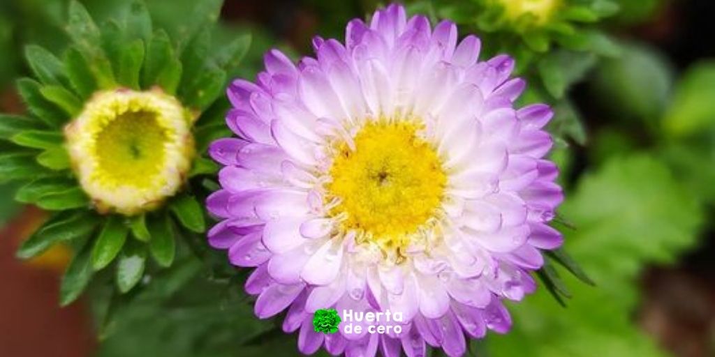 reina margarita planta cuidados