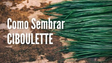 Cómo plantar Ciboulette