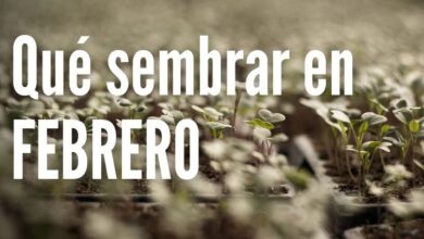 Calendario de siembra Qué sembrar en Febrero