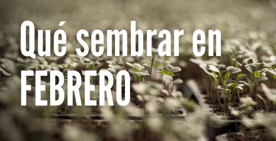 Calendario de siembra Qué sembrar en Febrero
