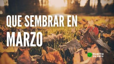 Calendario de siembra - Que sembrar en Marzo