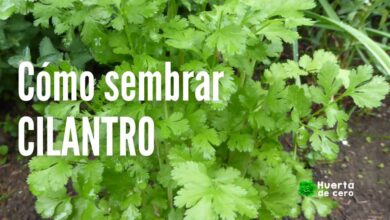 Como sembrar Cilantro