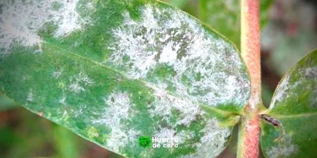 Tratamiento para oídio