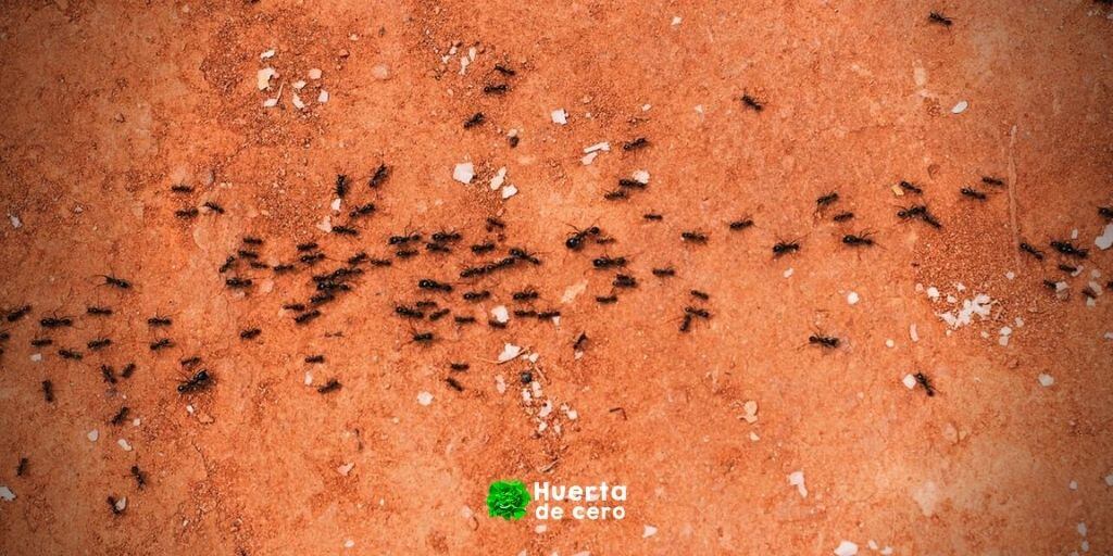 Como eliminar hormigas de la huerta