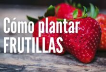 Cómo plantar Frutillas desde semillas
