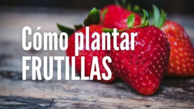 Cómo plantar Frutillas desde semillas