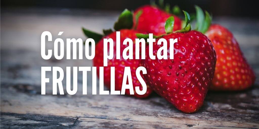Cómo plantar Frutillas desde semillas