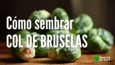 Como plantar col de Bruselas con semilla en maceta