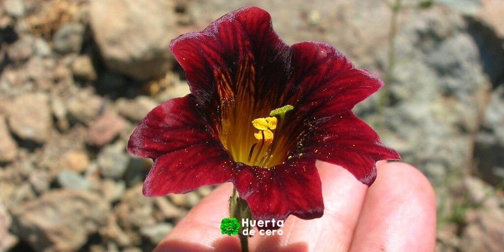 Como sembrar Salpiglosis sinnuata