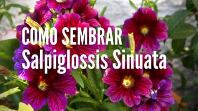 Como sembrar Salpiglossis sinuata