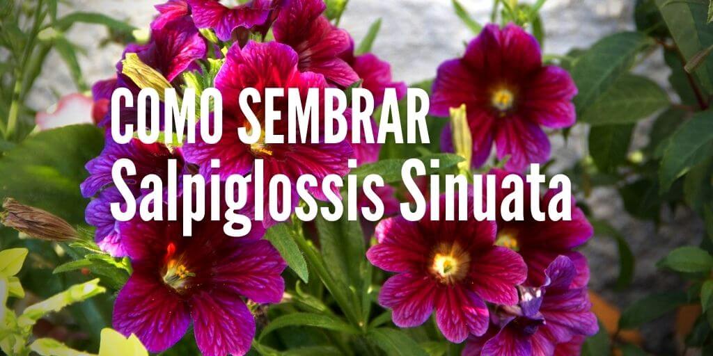 Como sembrar Salpiglossis sinuata