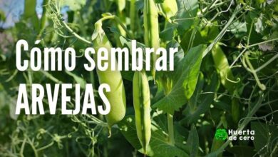 Como sembrar arvejas en argentina