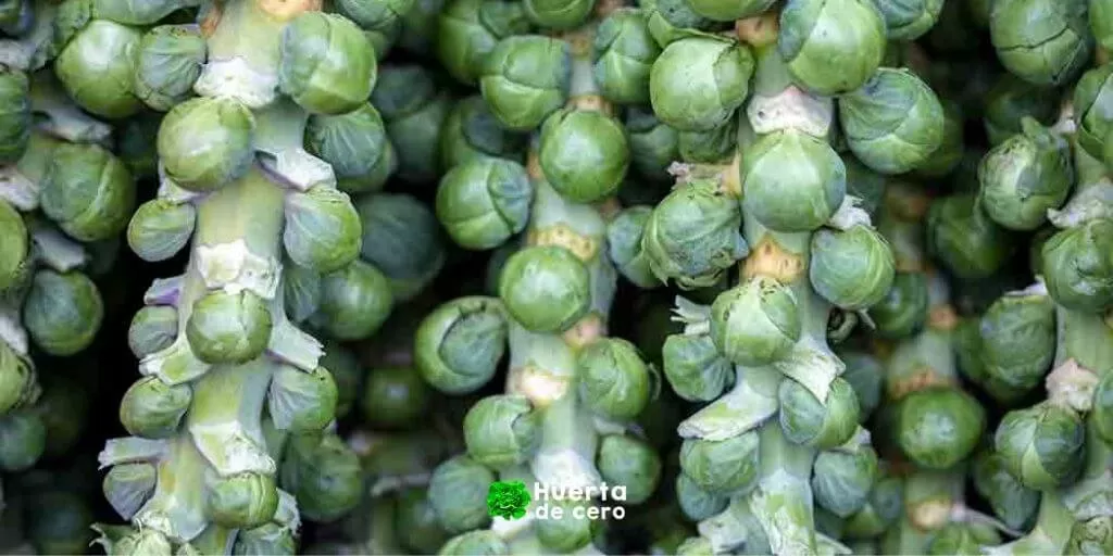 Como cosechar col de Bruselas