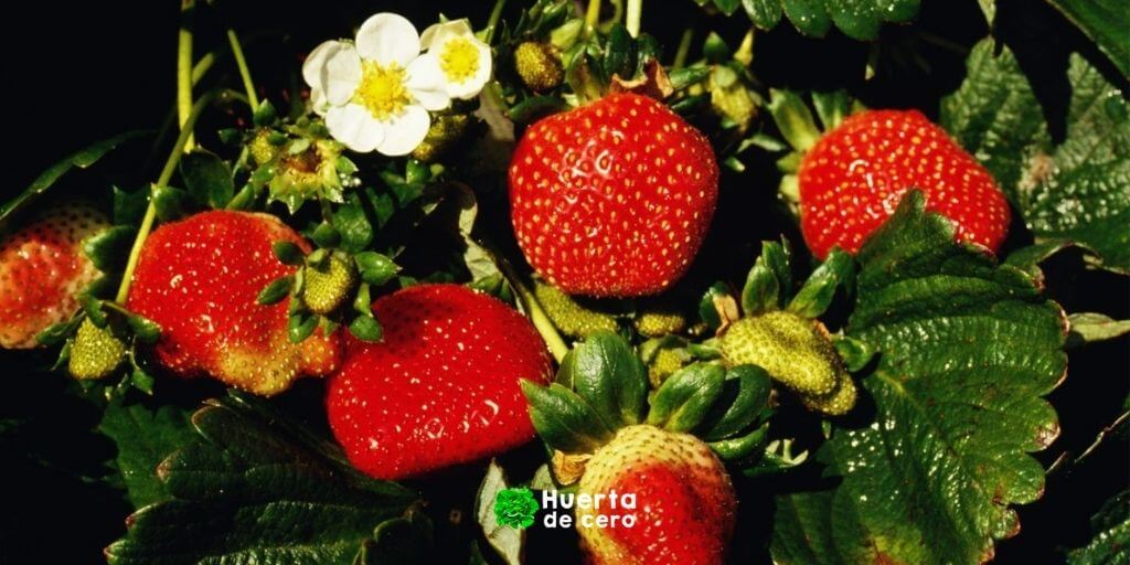 Cuidados de las frutillas