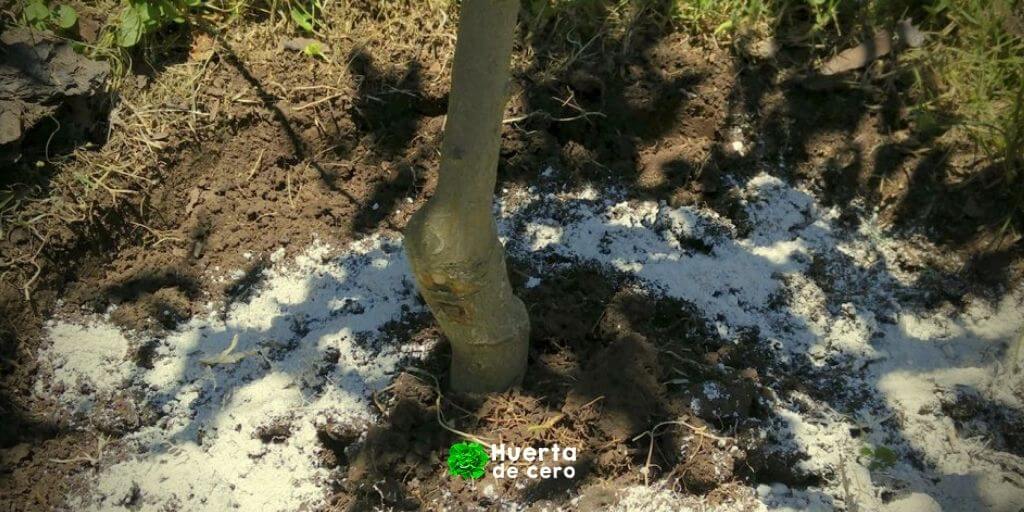Evitar que las hormigas se suban a las plantas