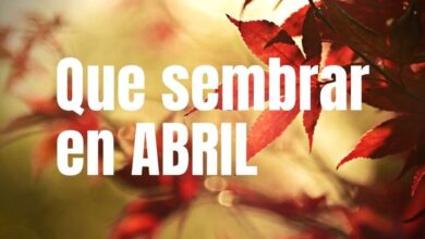 Que sembrar en Abril Hemisferio Sur