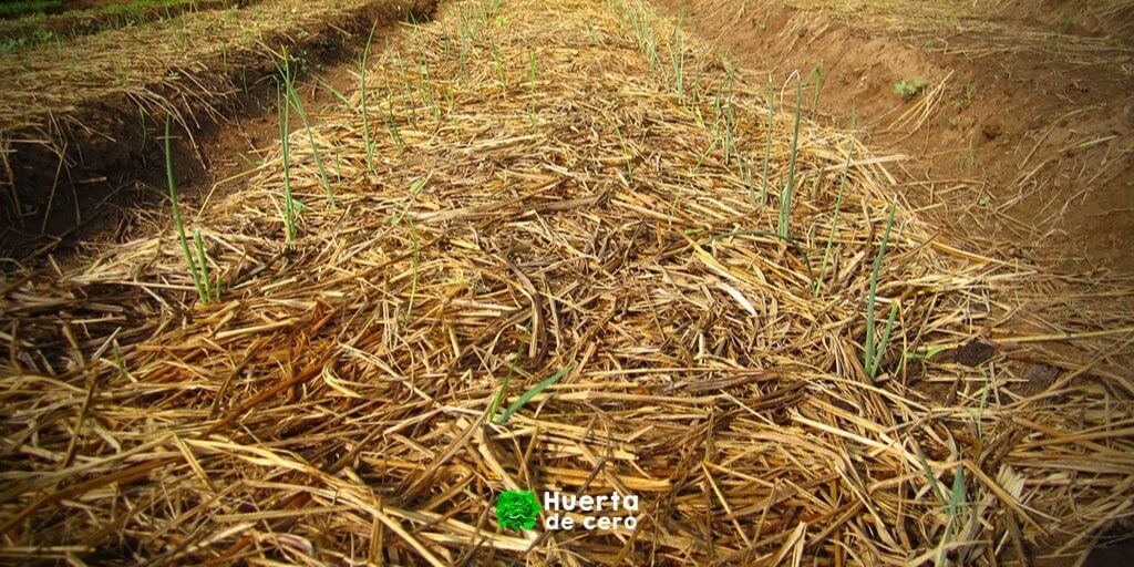 Que sembrar en Abril Hemisferio Sur Acolchado Que podemos sembrar en Abril Hemisferio Sur Acolchado