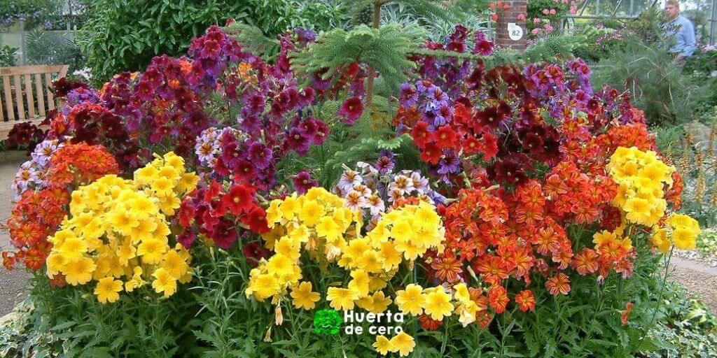 Salpiglossis cuidados