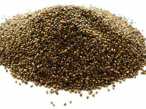 Semillas de frutillas