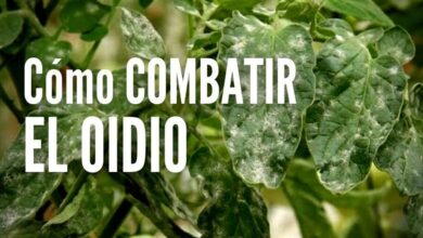 Tratamiento contra oidio