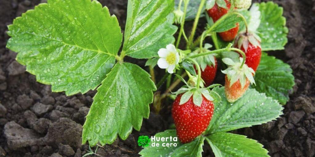 Como cultivar frutillas fresas en la huerta
