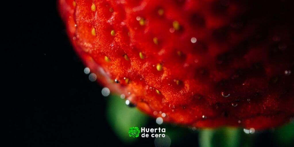 Frutillas cuando sembrar