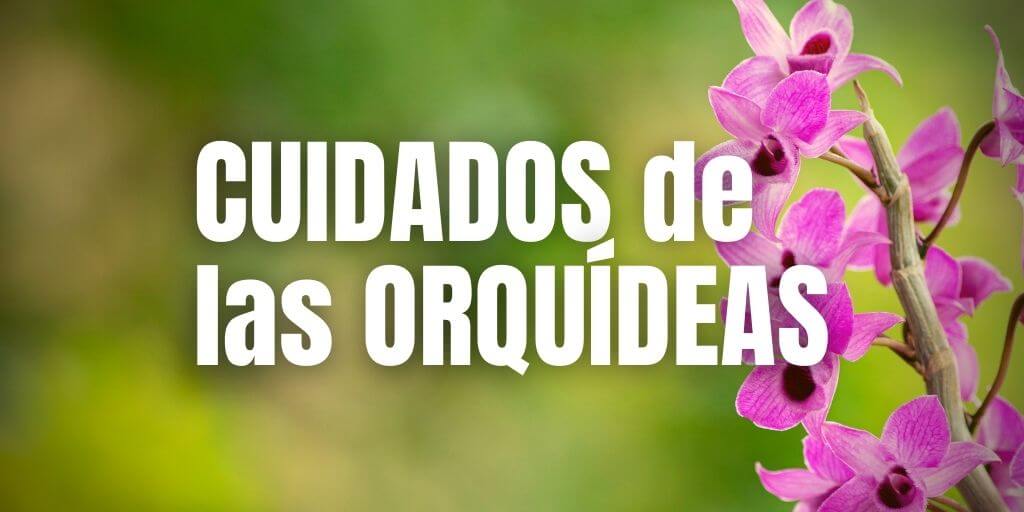 Cuidados de las orquideas Phalaenopsis - Tipos de Orquideas